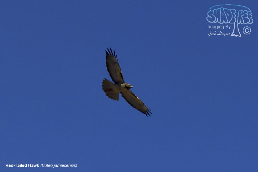 Red-Tailed Hawk - Buteo jamaicensis