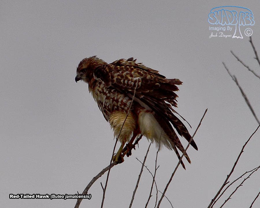 Red-Tailed Hawk - Buteo jamaicensis