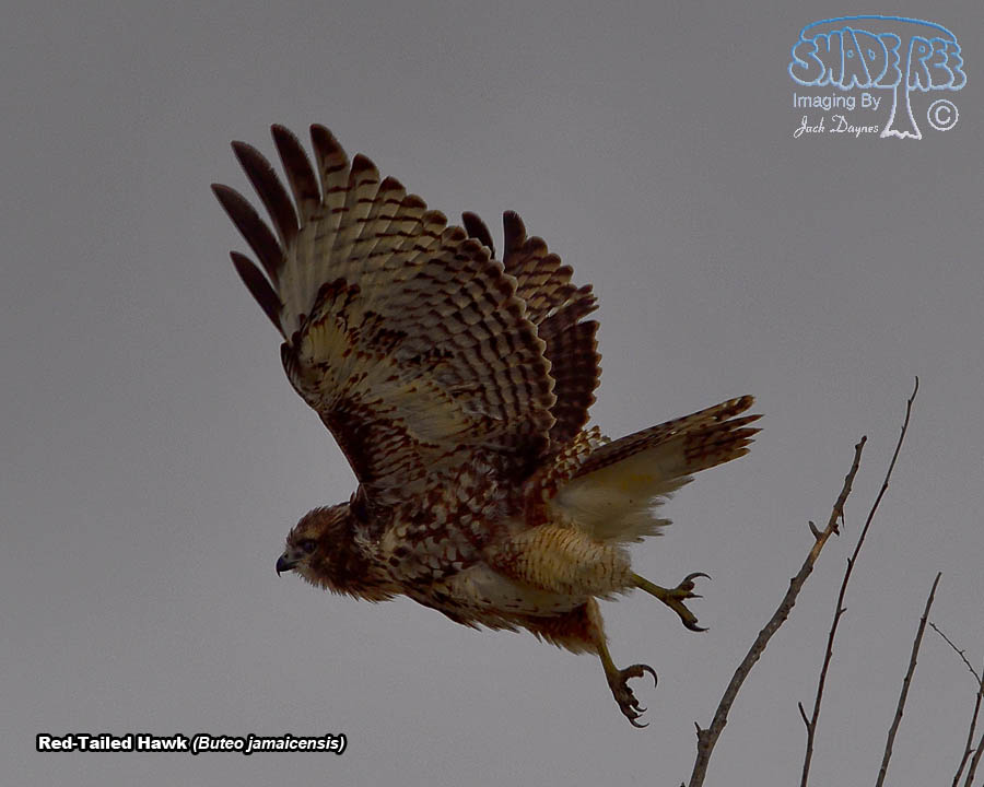 Red-Tailed Hawk - Buteo jamaicensis