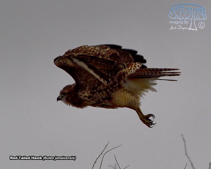 Red-Tailed Hawk - Buteo jamaicensis