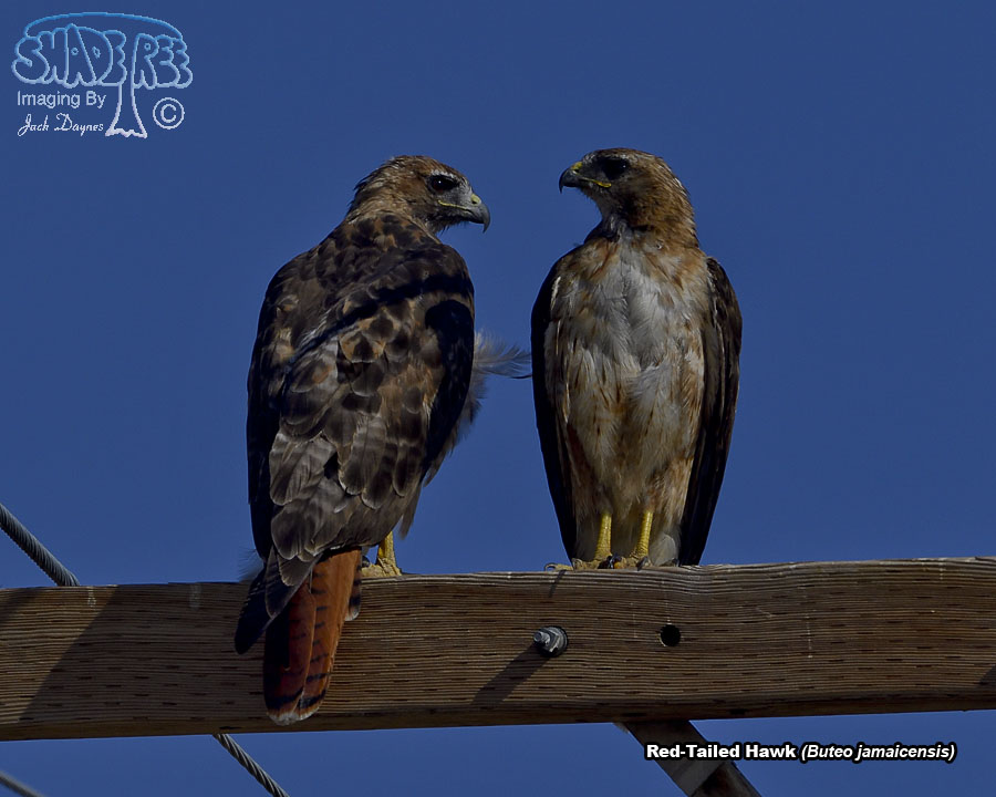 Red-Tailed Hawk - Buteo jamaicensis