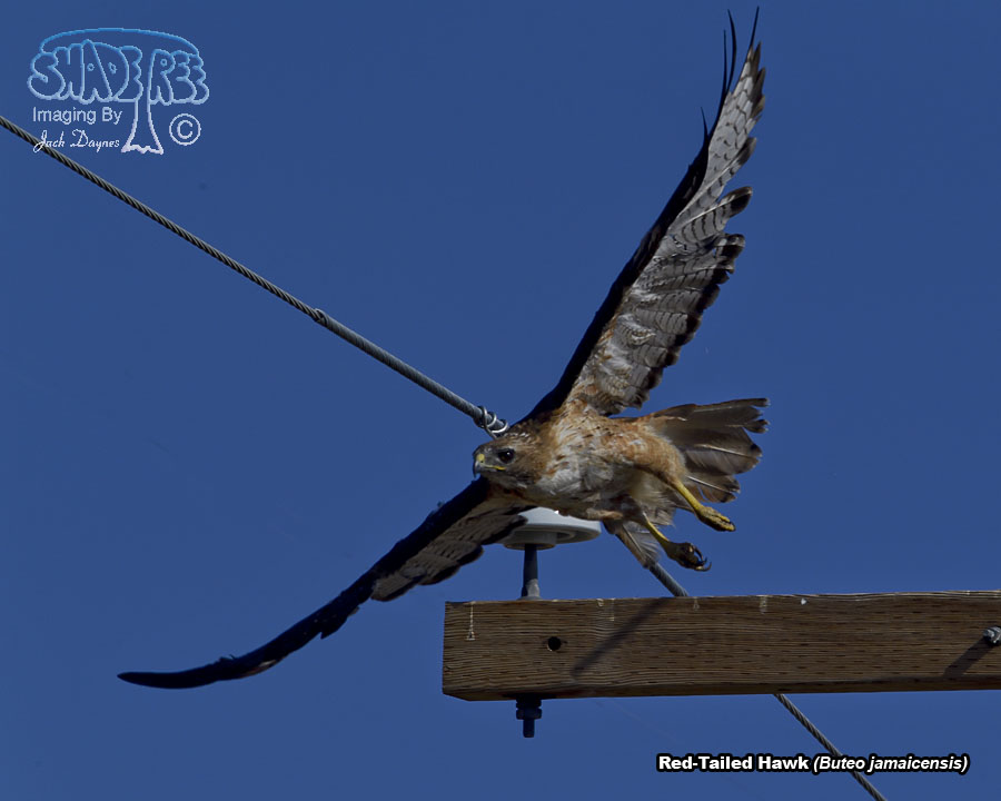 Red-Tailed Hawk - Buteo jamaicensis