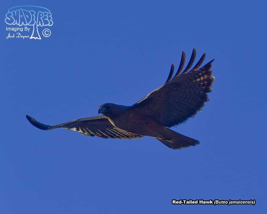 Red-Tailed Hawk - Buteo jamaicensis