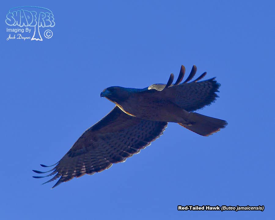 Red-Tailed Hawk - Buteo jamaicensis