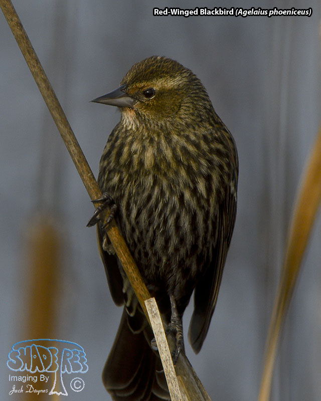 Red-Winged Blackbird - Agelaius phoeniceus
