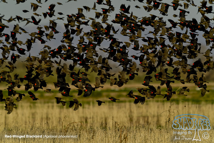 Red-Winged Blackbird - Agelaius phoeniceus
