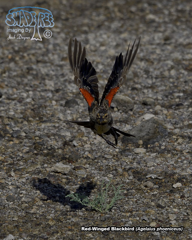 Red-Winged Blackbird - Agelaius phoeniceus