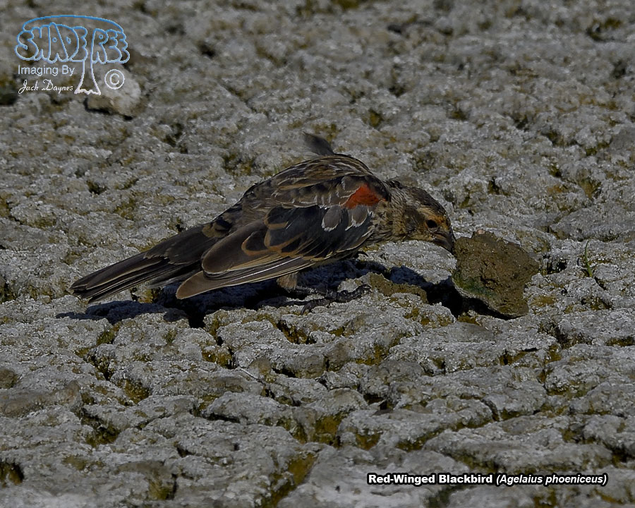 Red-Winged Blackbird - Agelaius phoeniceus