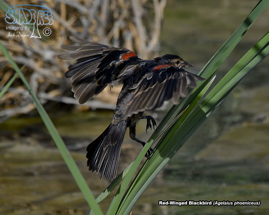 Red-Winged Blackbird - Agelaius phoeniceus