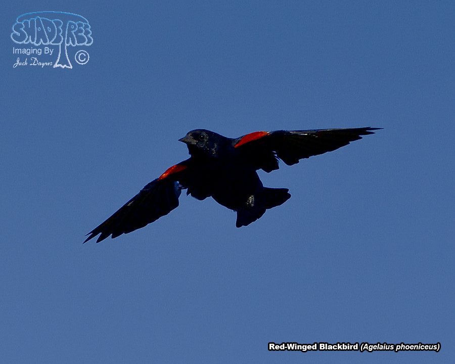 Red-Winged Blackbird - Agelaius phoeniceus