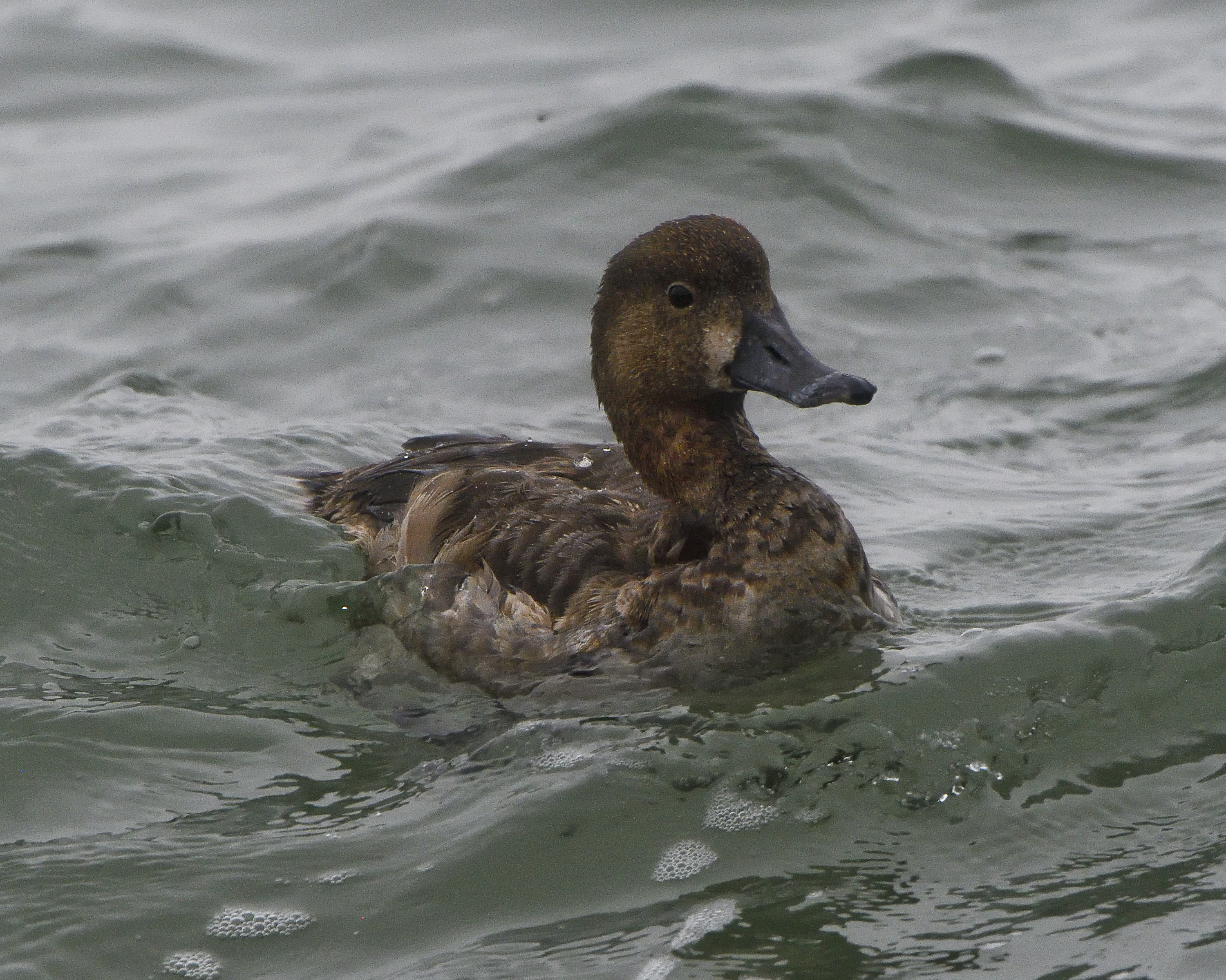 Redhead - Aythya americana