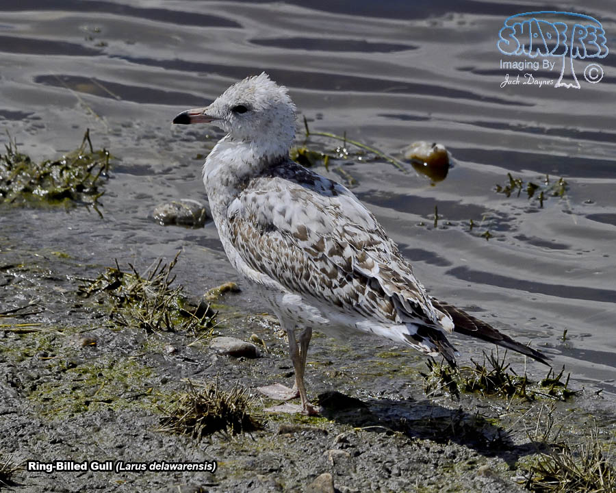 Ring-Billed Gull - Larus delawarensis