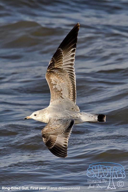 Ring-Billed Gull - Larus delawarensis