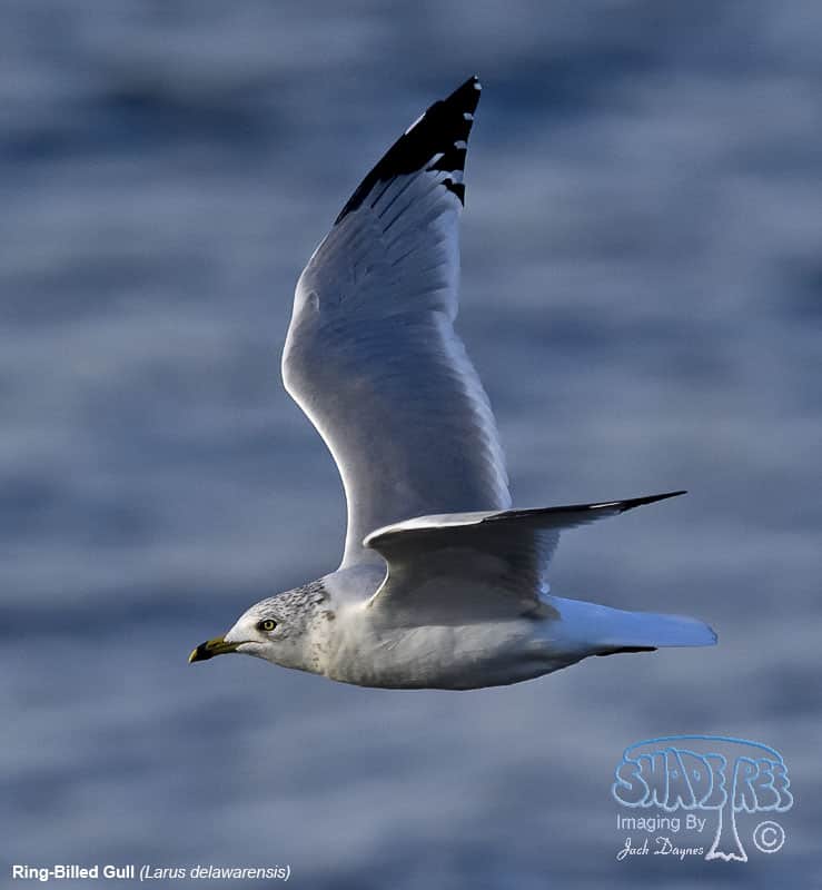 Ring-Billed Gull - Larus delawarensis