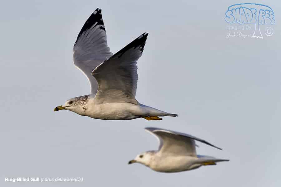Ring-Billed Gull - Larus delawarensis