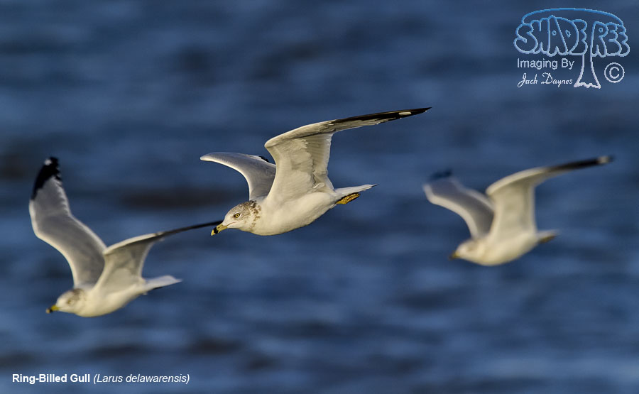 Ring-Billed Gull - Larus delawarensis