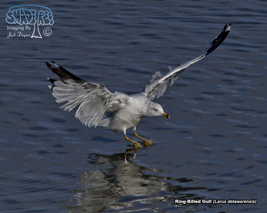 Ring-Billed Gull - Larus delawarensis