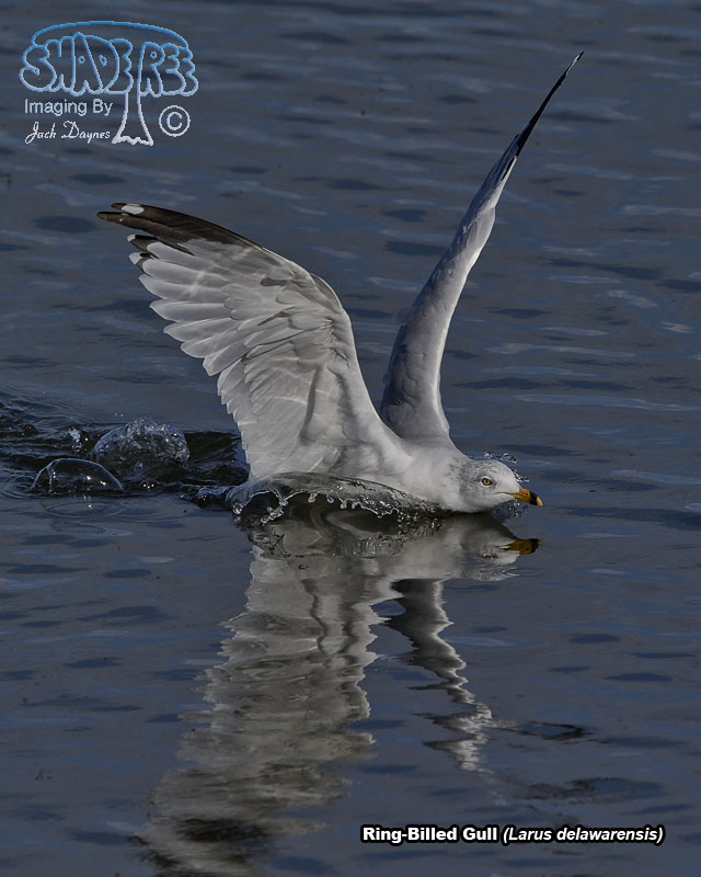Ring-Billed Gull - Larus delawarensis