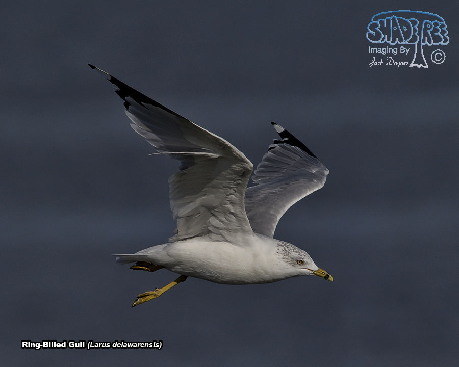 Ring-Billed Gull - Larus delawarensis