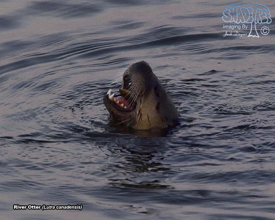 River Otter - Lutra canadensis