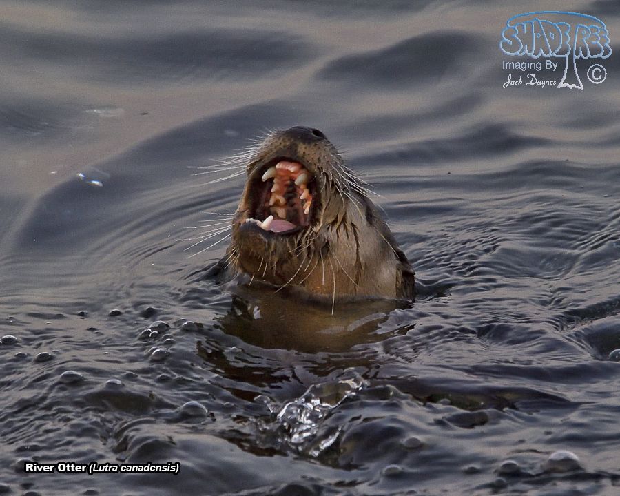 River Otter - Lutra canadensis