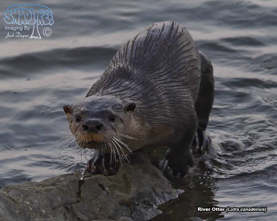 River Otter - Lutra canadensis
