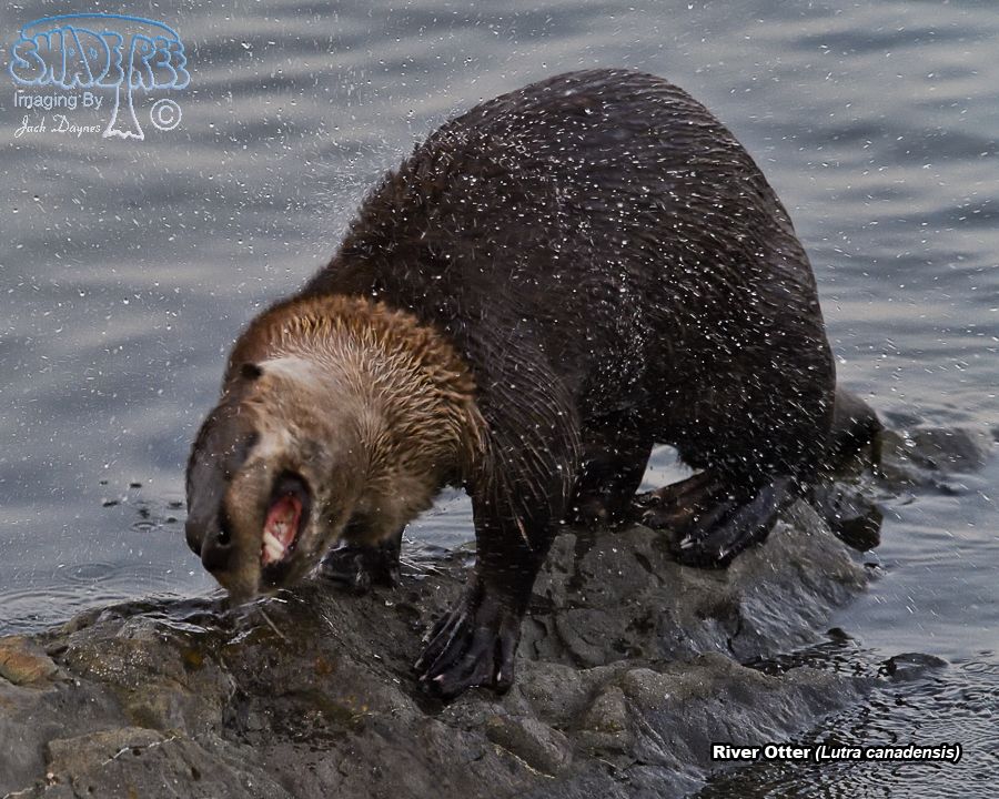 River Otter - Lutra canadensis