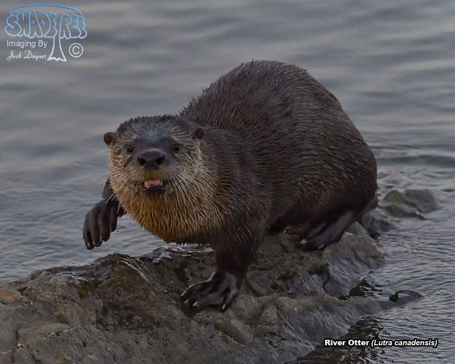 River Otter - Lutra canadensis