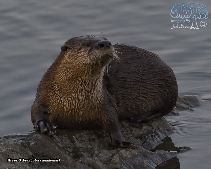 River Otter - Lutra canadensis