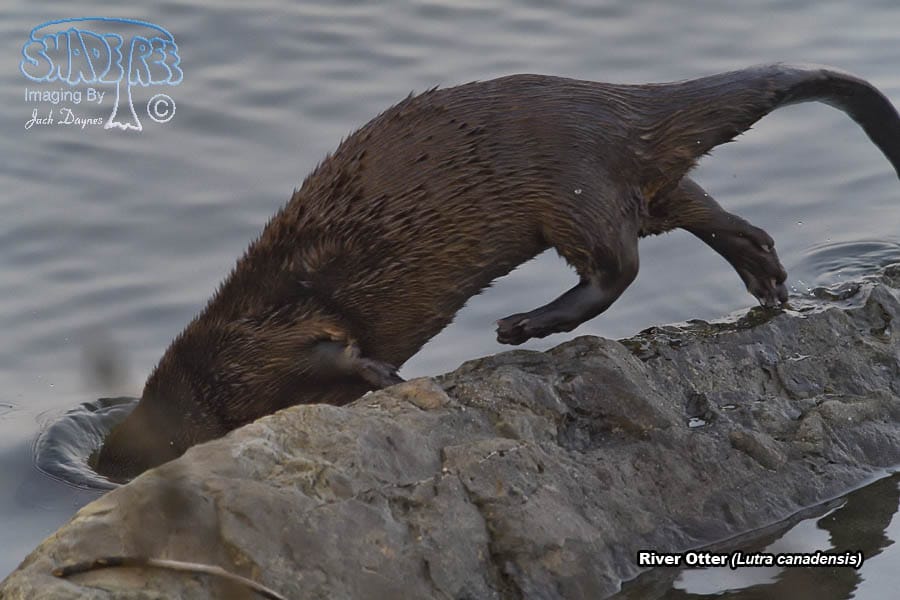 River Otter - Lutra canadensis