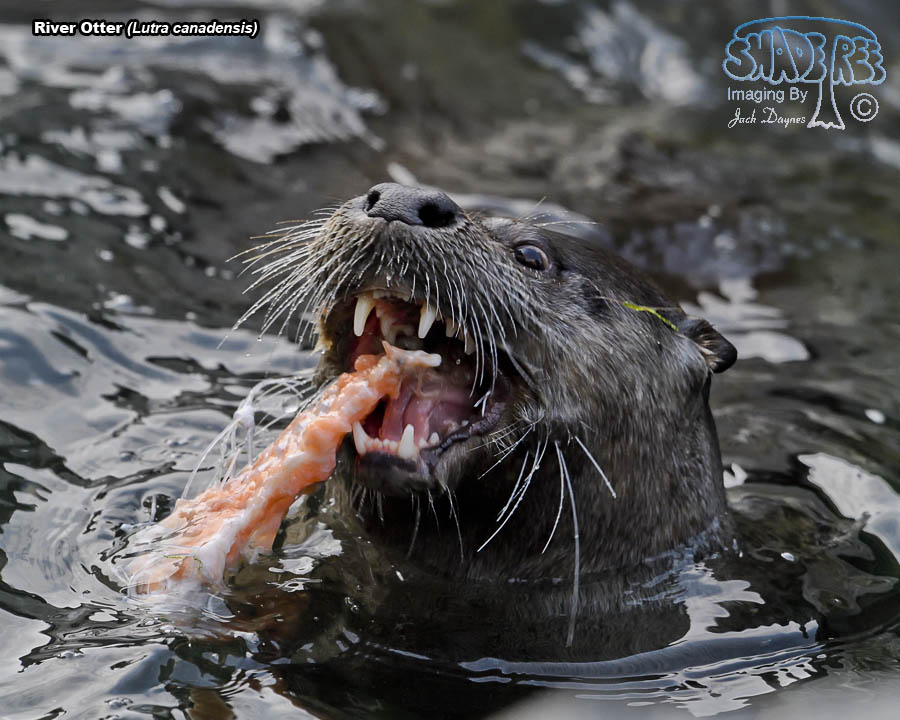 River Otter - Lutra canadensis