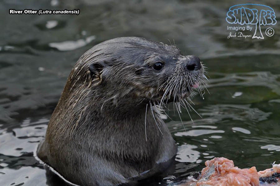 River Otter - Lutra canadensis