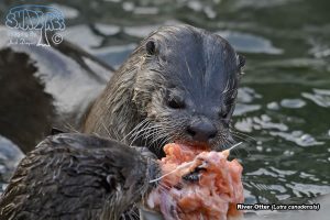 2017-09-12 Crescent City To Klamath River
