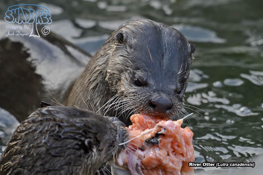 River Otter - Lutra canadensis