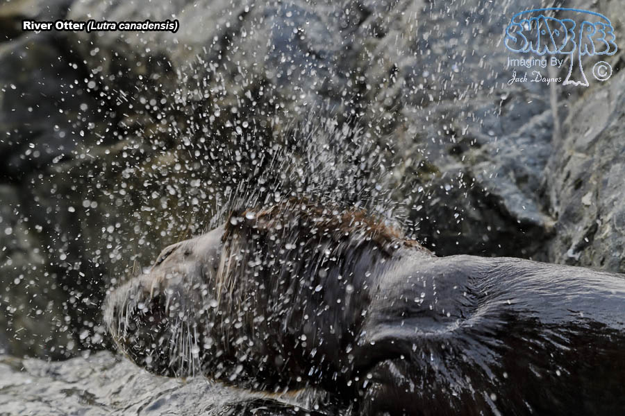 River Otter - Lutra canadensis