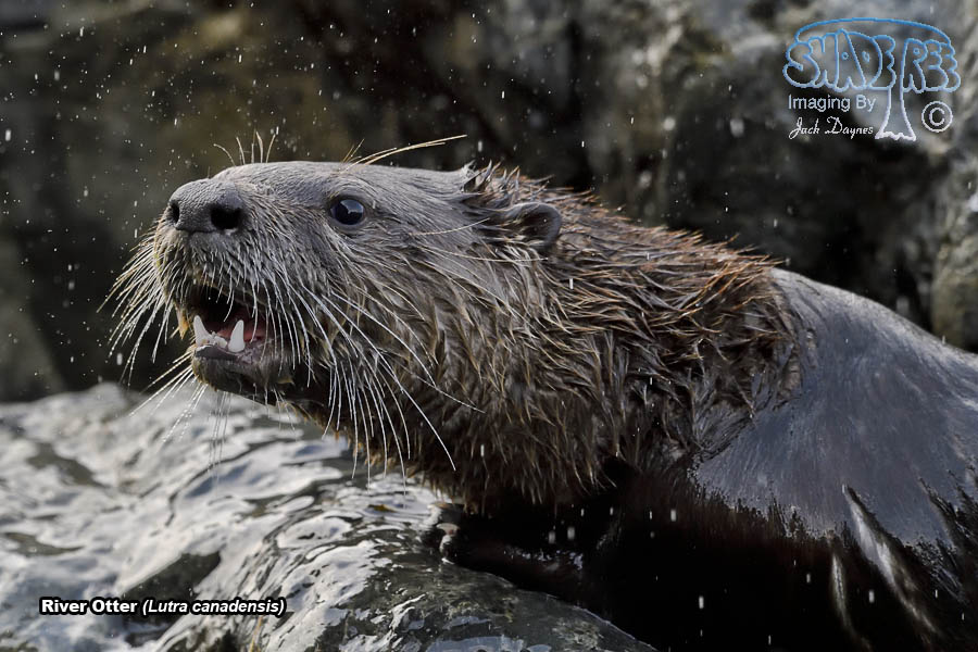 River Otter - Lutra canadensis