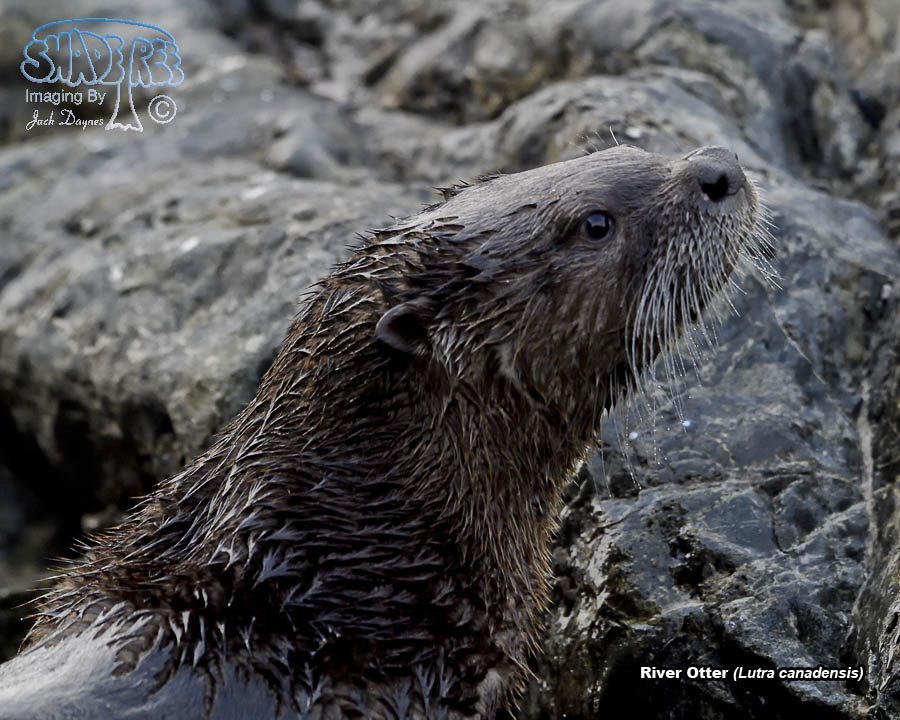 River Otter - Lutra canadensis