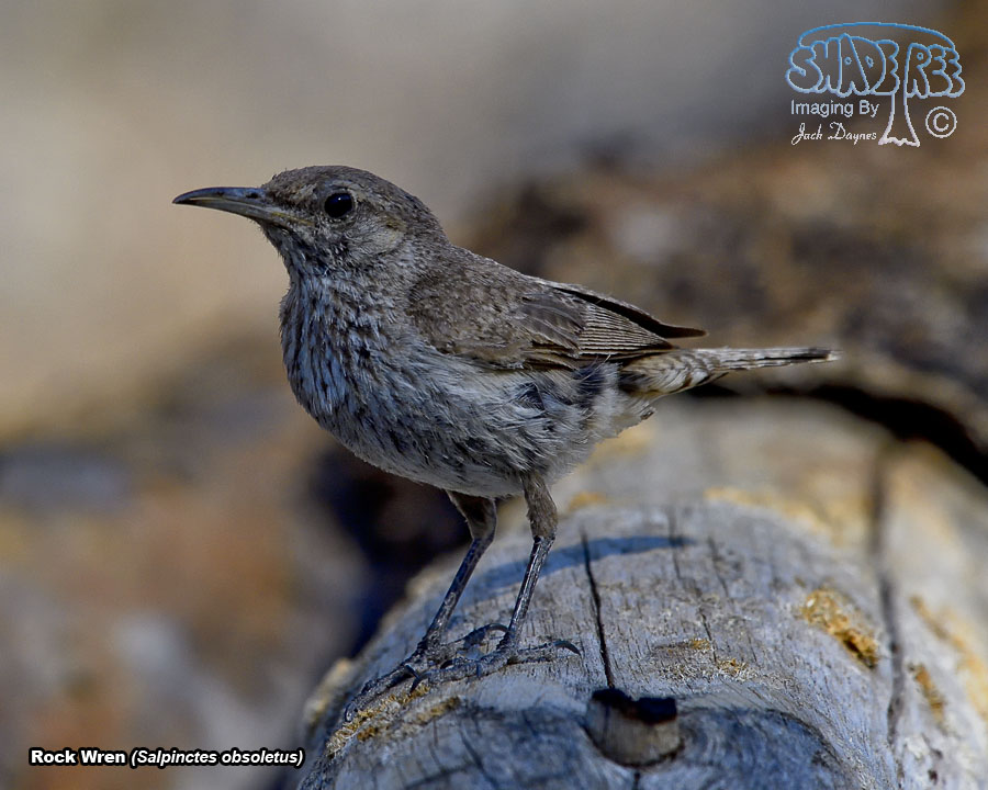 Rock Wren - Salpinctes obsoletus