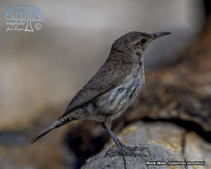 Rock Wren - Salpinctes obsoletus