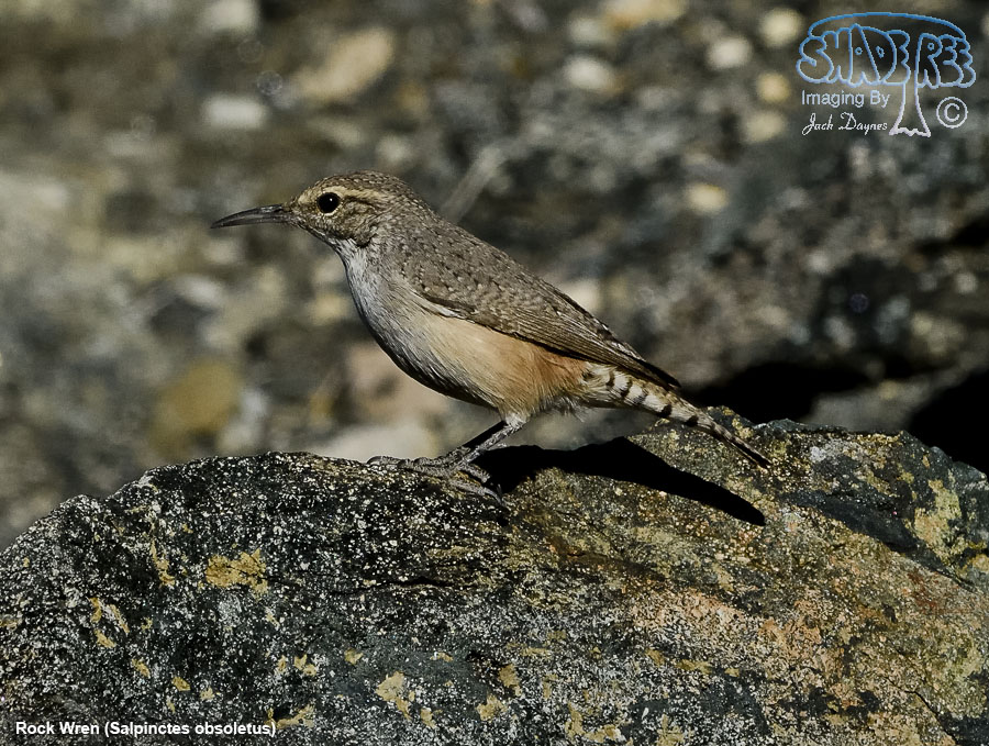Rock Wren - Salpinctes obsoletus