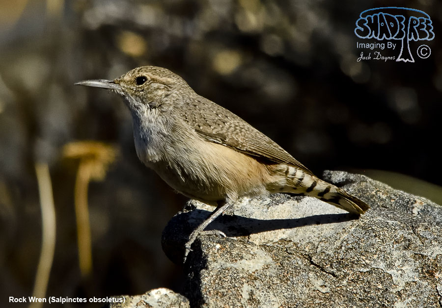 Rock Wren - Salpinctes obsoletus