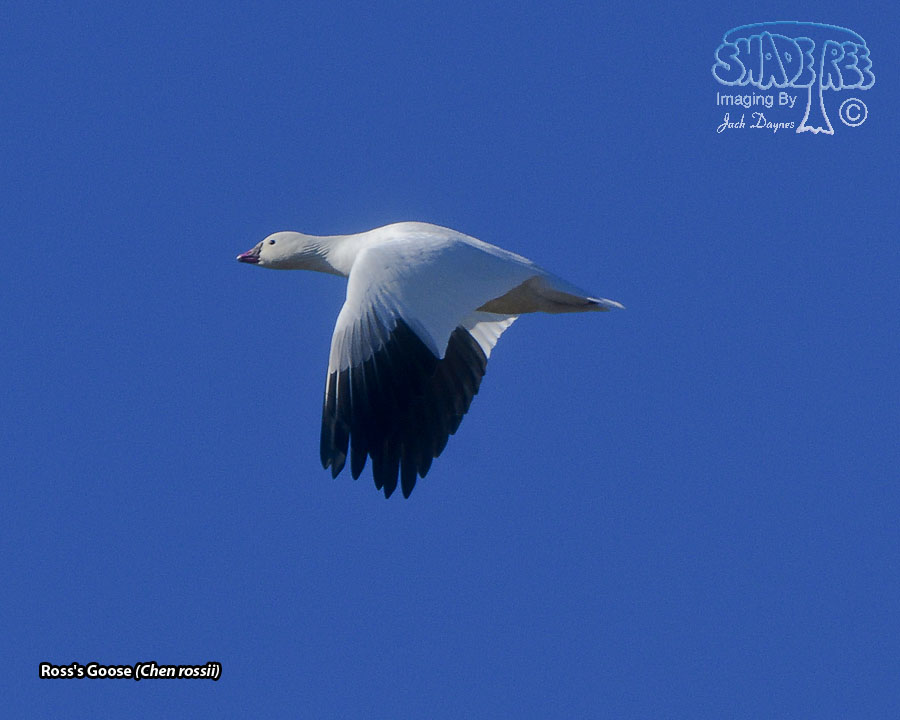 Ross's Goose - Anser rossii