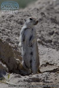 2017-04-19 With Round-Tailed Ground Squirrels