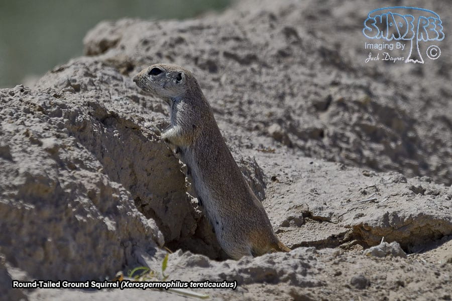 Round-Tailed Ground Squirrel - Xerospermophilus tereticaudus