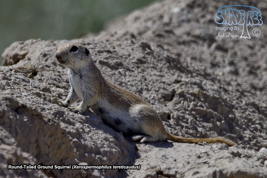Round-Tailed Ground Squirrel - Xerospermophilus tereticaudus
