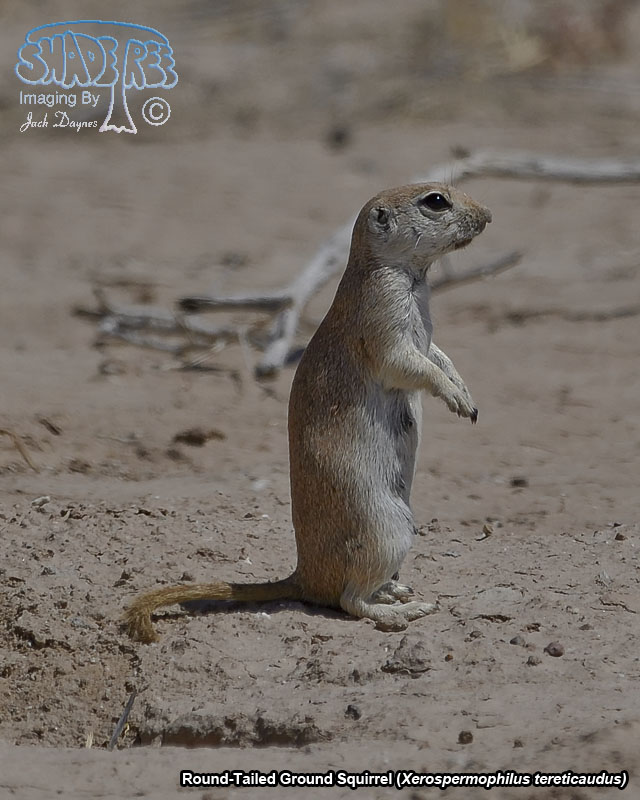 Round-Tailed Ground Squirrel - Xerospermophilus tereticaudus