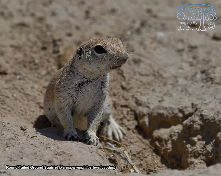 Round-Tailed Ground Squirrel - Xerospermophilus tereticaudus