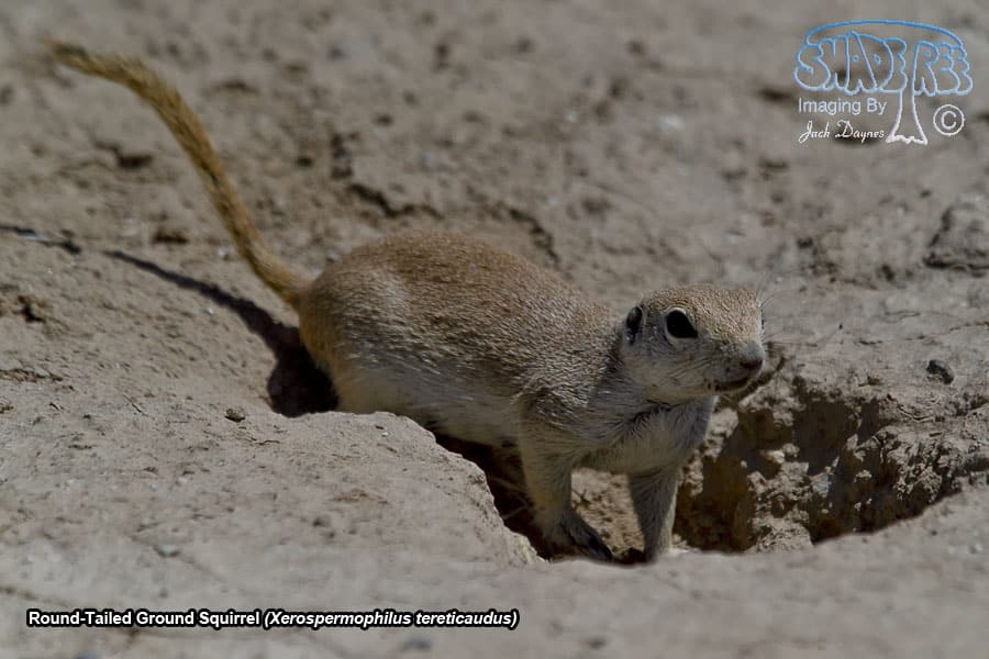 Round-Tailed Ground Squirrel - Xerospermophilus tereticaudus