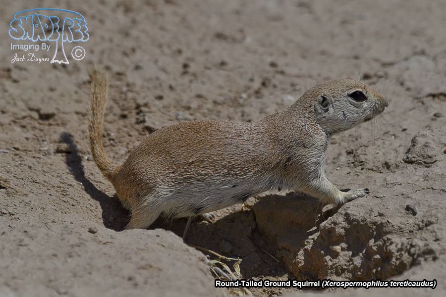 Round-Tailed Ground Squirrel - Xerospermophilus tereticaudus