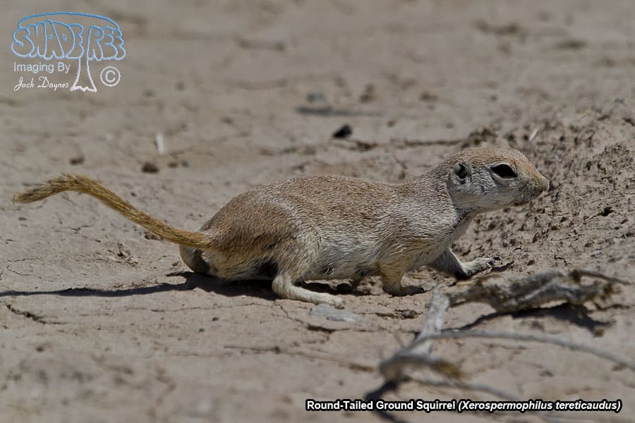 Round-Tailed Ground Squirrel - Xerospermophilus tereticaudus